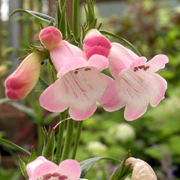 Penstemon Apple Blossom